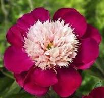 Пиония травянистая  white cap